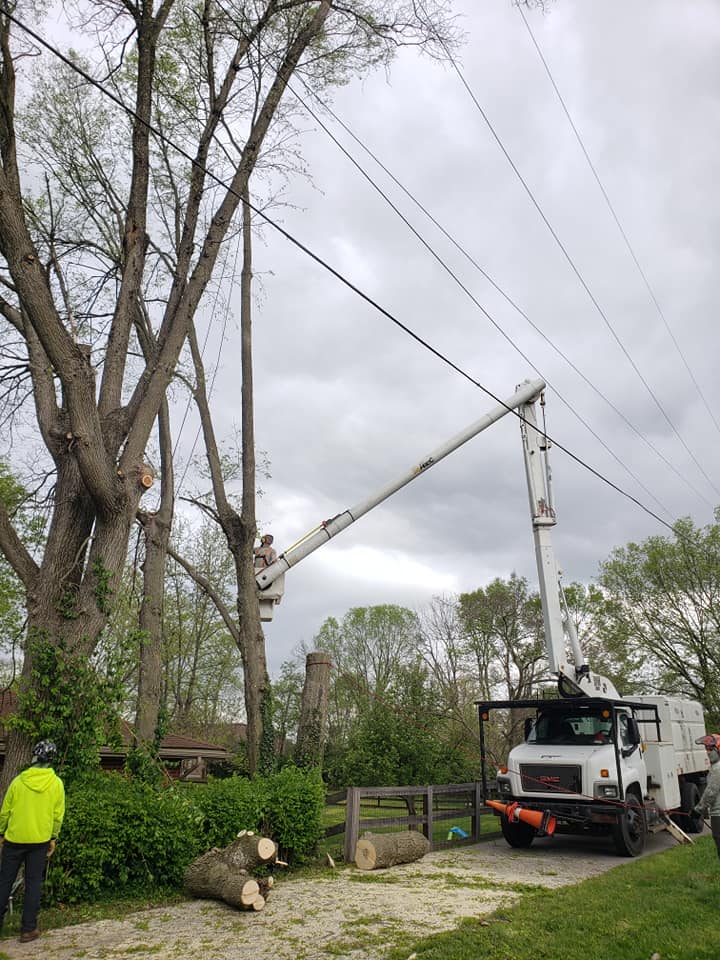Men Trimming Tree Branches — Middletown, OH — B & G Tree Service