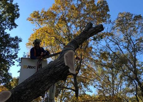 Man Cutting Tree Branch — Middletown, OH — B & G Tree Service Man Cutting Tree Branch — Middletown, OH — B & G Tree Service