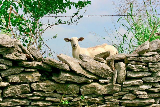 Four Hills Farm photo 3
