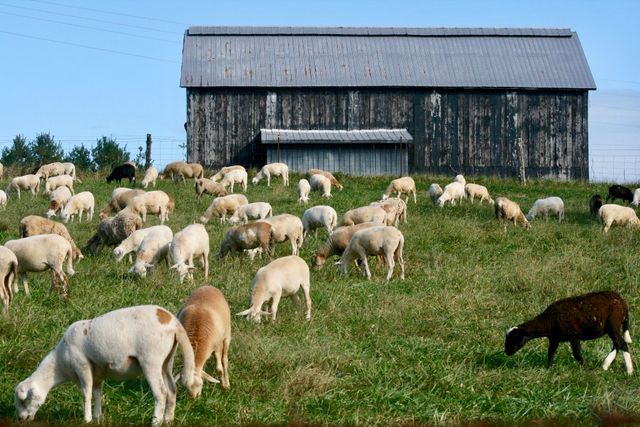 Four Hills Farm photo 2