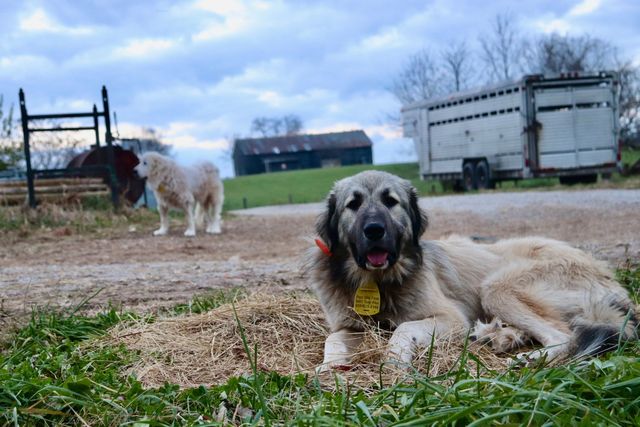 Four Hills Farm photo 12