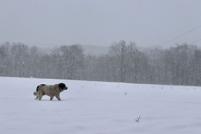 Four Hills Farm photo 15