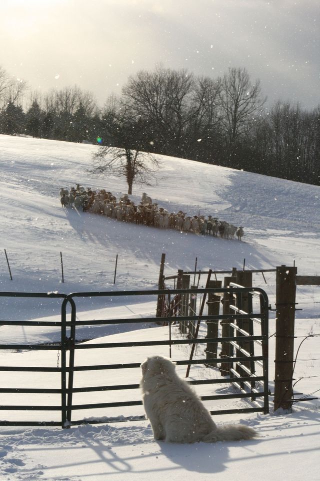 Four Hills Farm photo 9