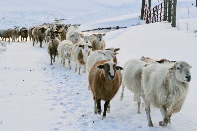 Four Hills Farm photo 8