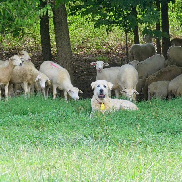 Four Hills Farm photo 4