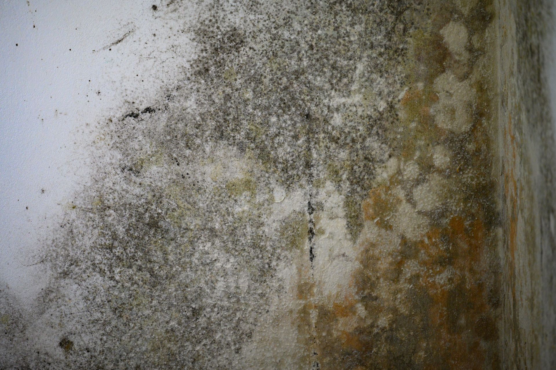 A close up of a wall with a lot of mold on it.