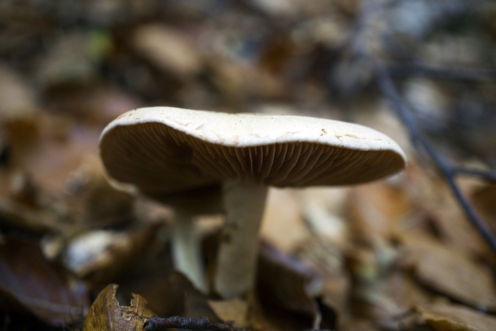 Ένα μανιτάρι μεγαλώνει από ένα σωρό φύλλα
