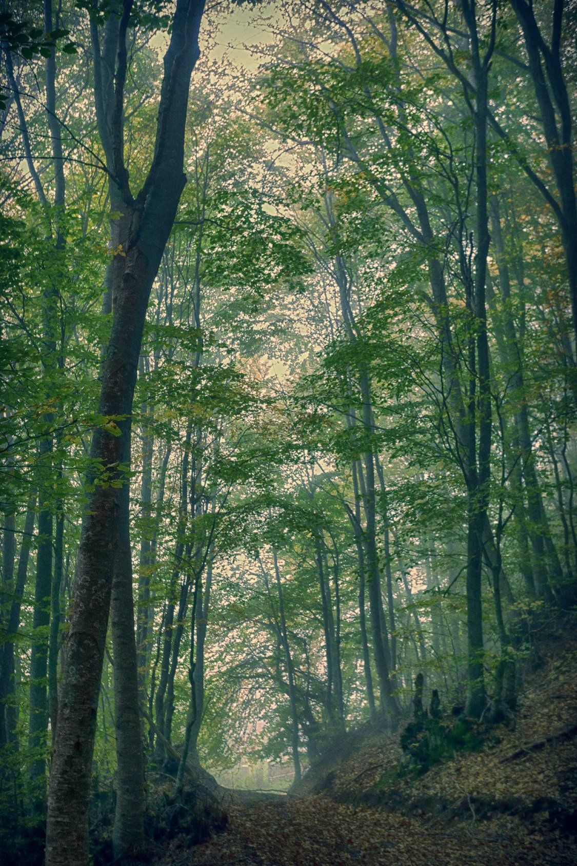 Ένα δάσος με πολλά δέντρα και φύλλα στο έδαφος