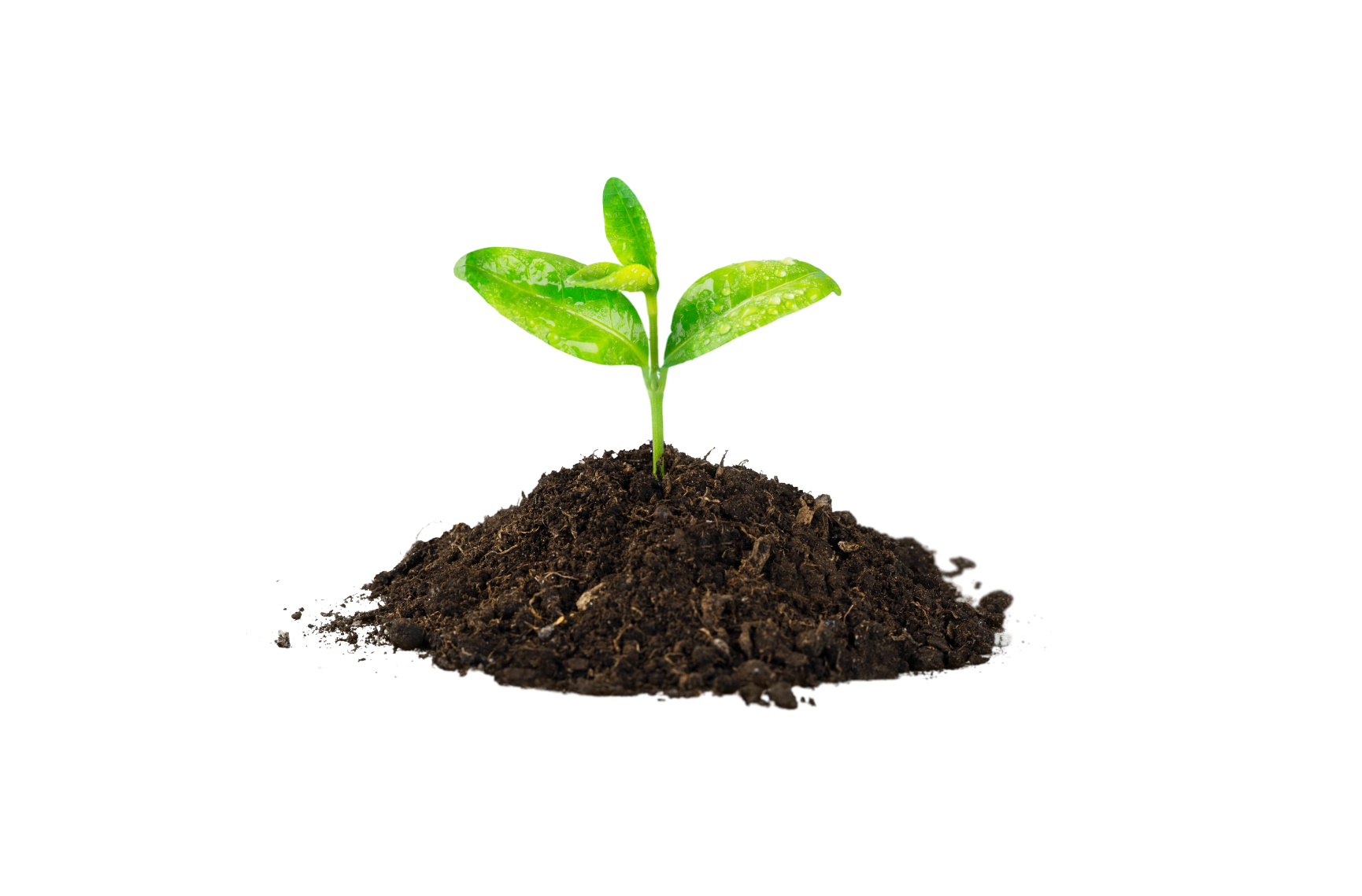 A small green plant sprouting from a pile of dark brown soil against a white background.