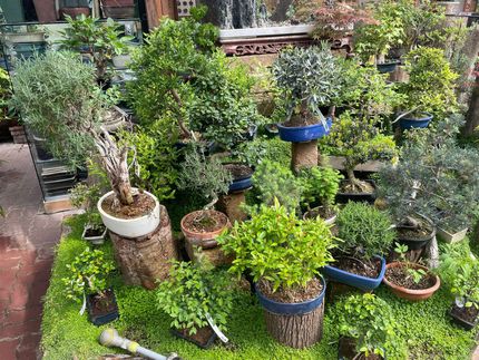 Vendita Bonsai a Bologna | Green Garden Vivaio