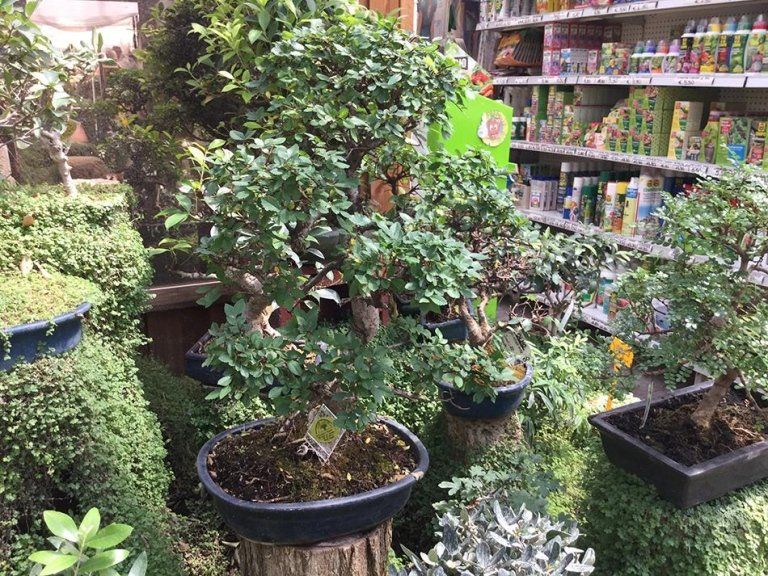 Lavori di diserbatura Bologna Green Garden Bonsai