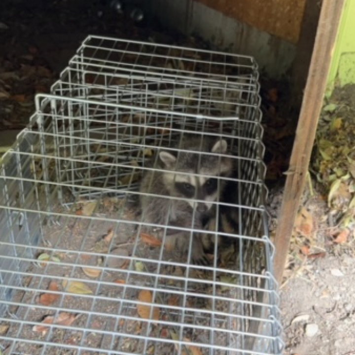 A raccoon is sitting in a wire cage