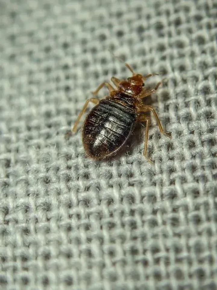A bed bug is sitting on a piece of fabric.
