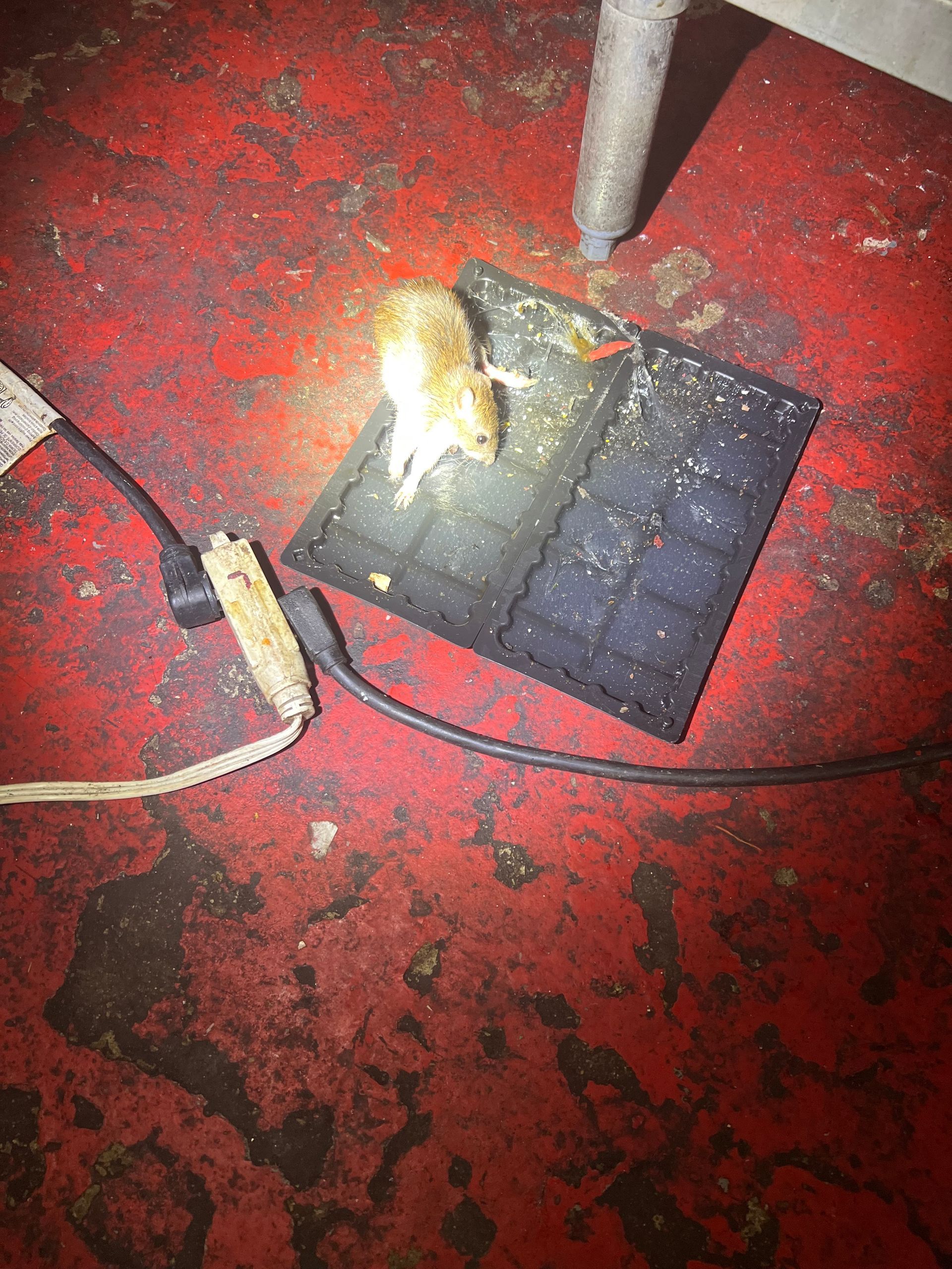 A mouse is sitting on top of a mouse trap.