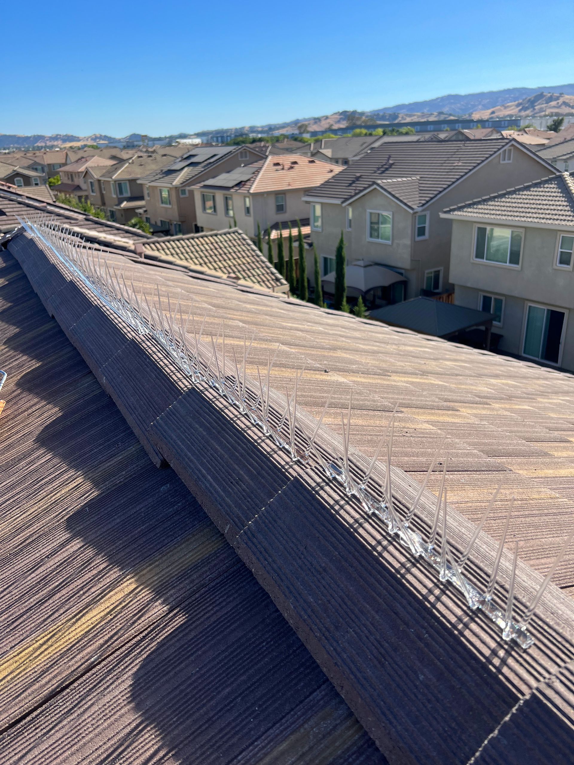 A close-up of a rooftop with clear plastic bird deterrents. Houses and a sunny hillside are in the background.