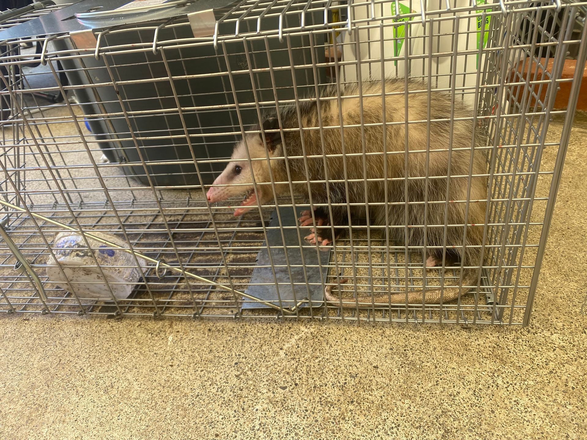 A raccoon is sitting in a wire cage.