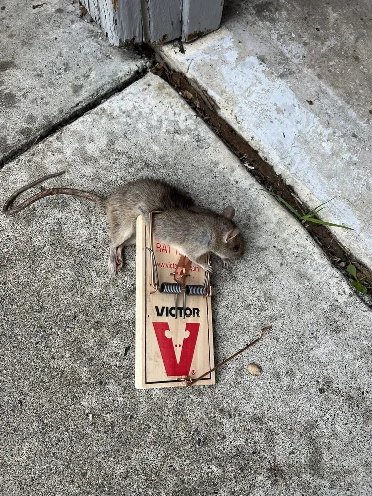 Mouse in trap