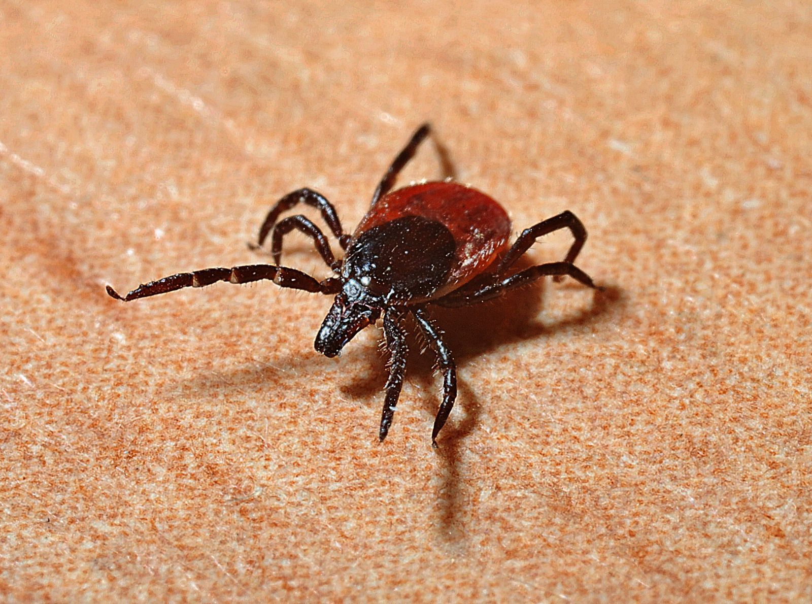 A close up of a tick on a person 's skin