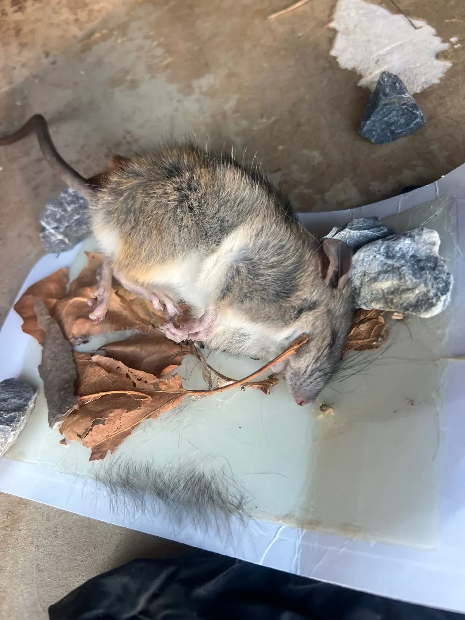 Dead mouse