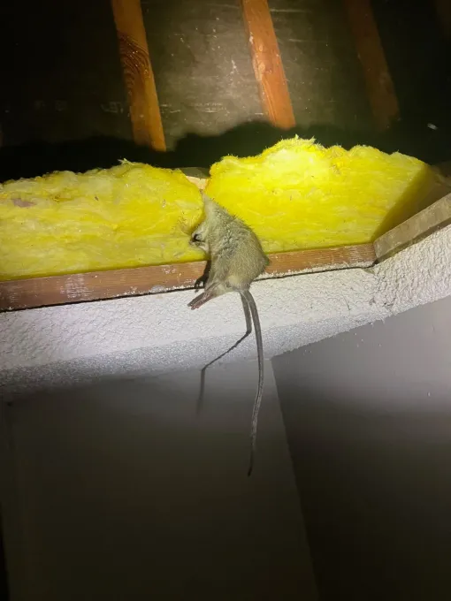 A mouse is sitting on a ceiling next to a piece of insulation.