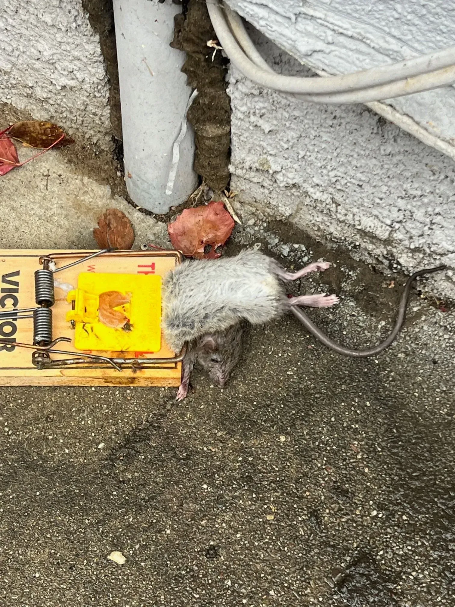A rat is laying on the ground next to a mouse trap.