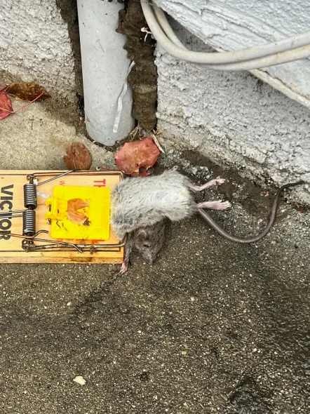 A rat is laying on the ground next to a mouse trap.