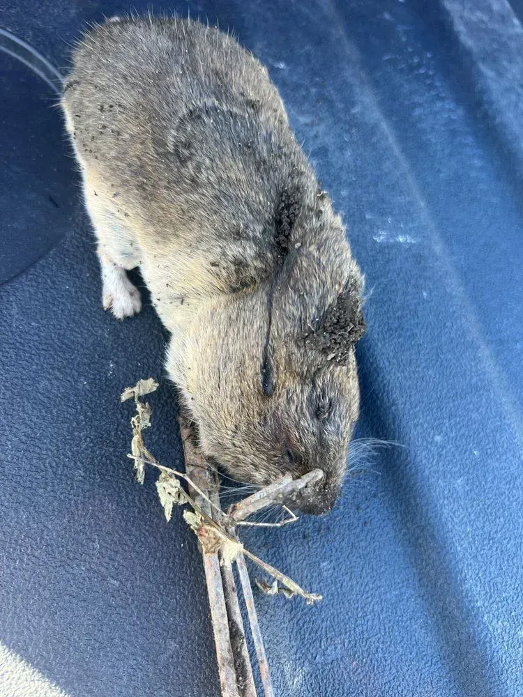 A close up of a mouse eating a stick on a roof.