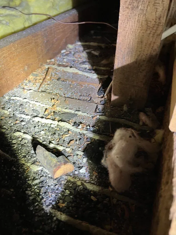 A mouse is crawling under a wooden beam in an attic.