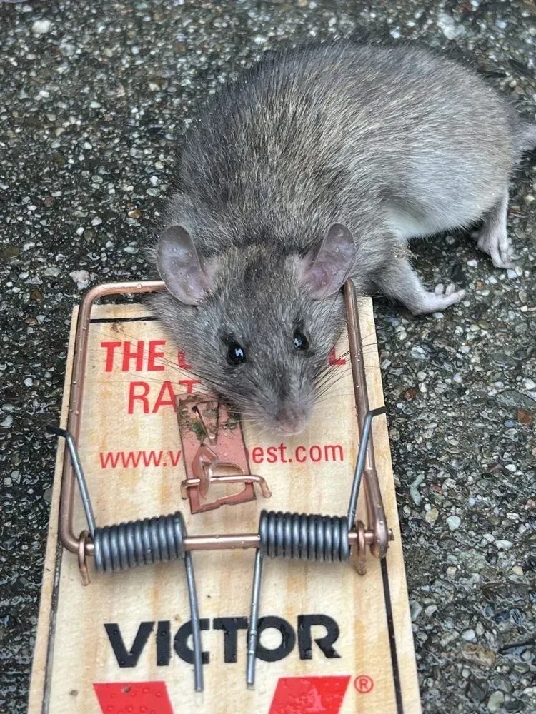 A mouse is eating out of a victor mousetrap.
