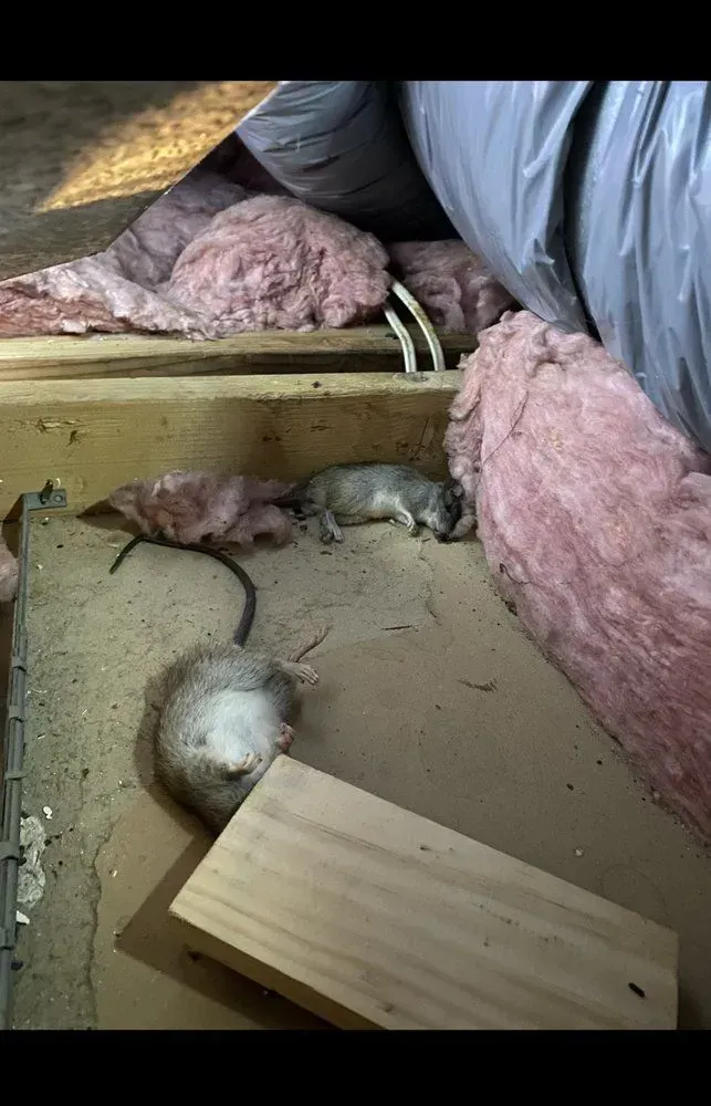 Some mose laying on surface