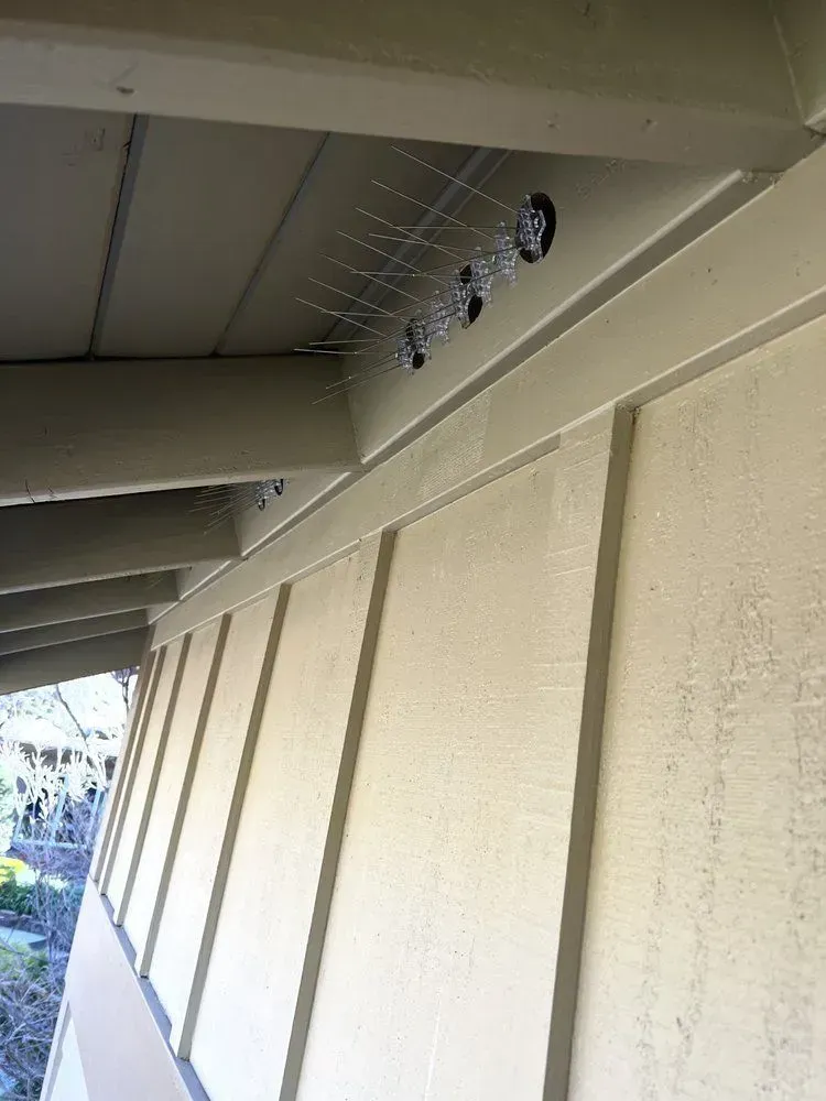 A bird cage is hanging from the ceiling of a building.