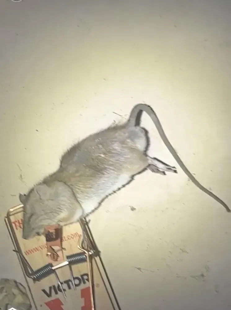 A mouse is laying on top of a mousetrap.