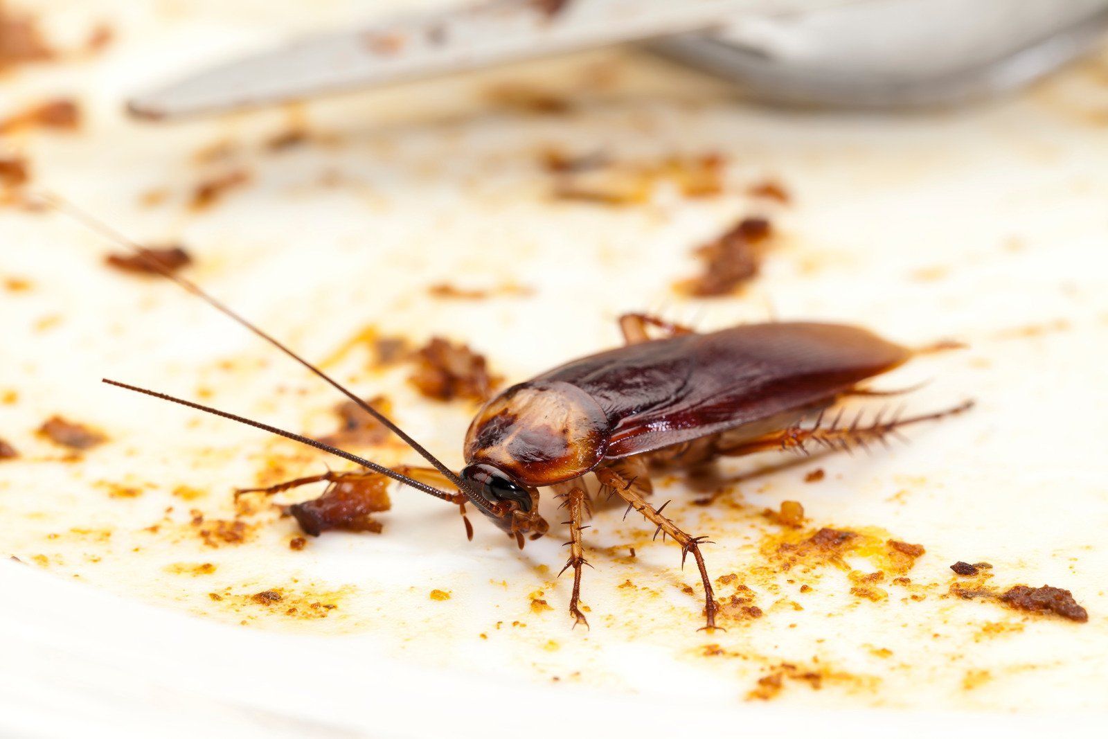 A cockroach is sitting on a white plate next to a fork.