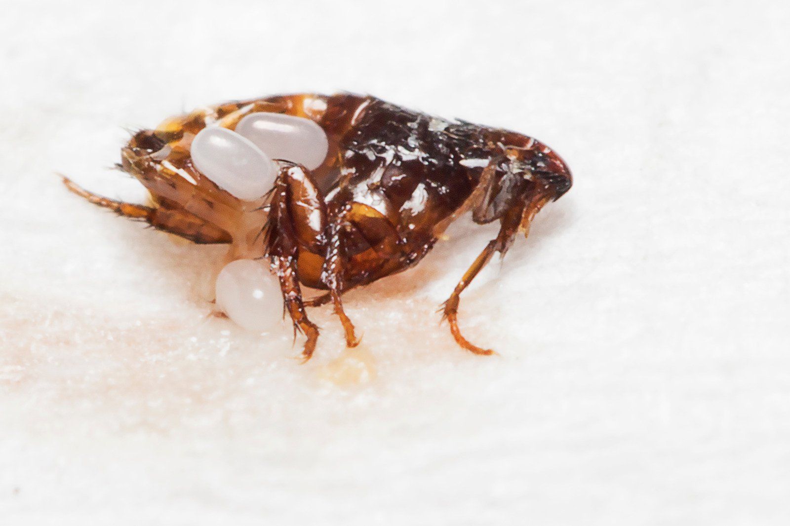 A close up of a flea with eggs on a white surface.