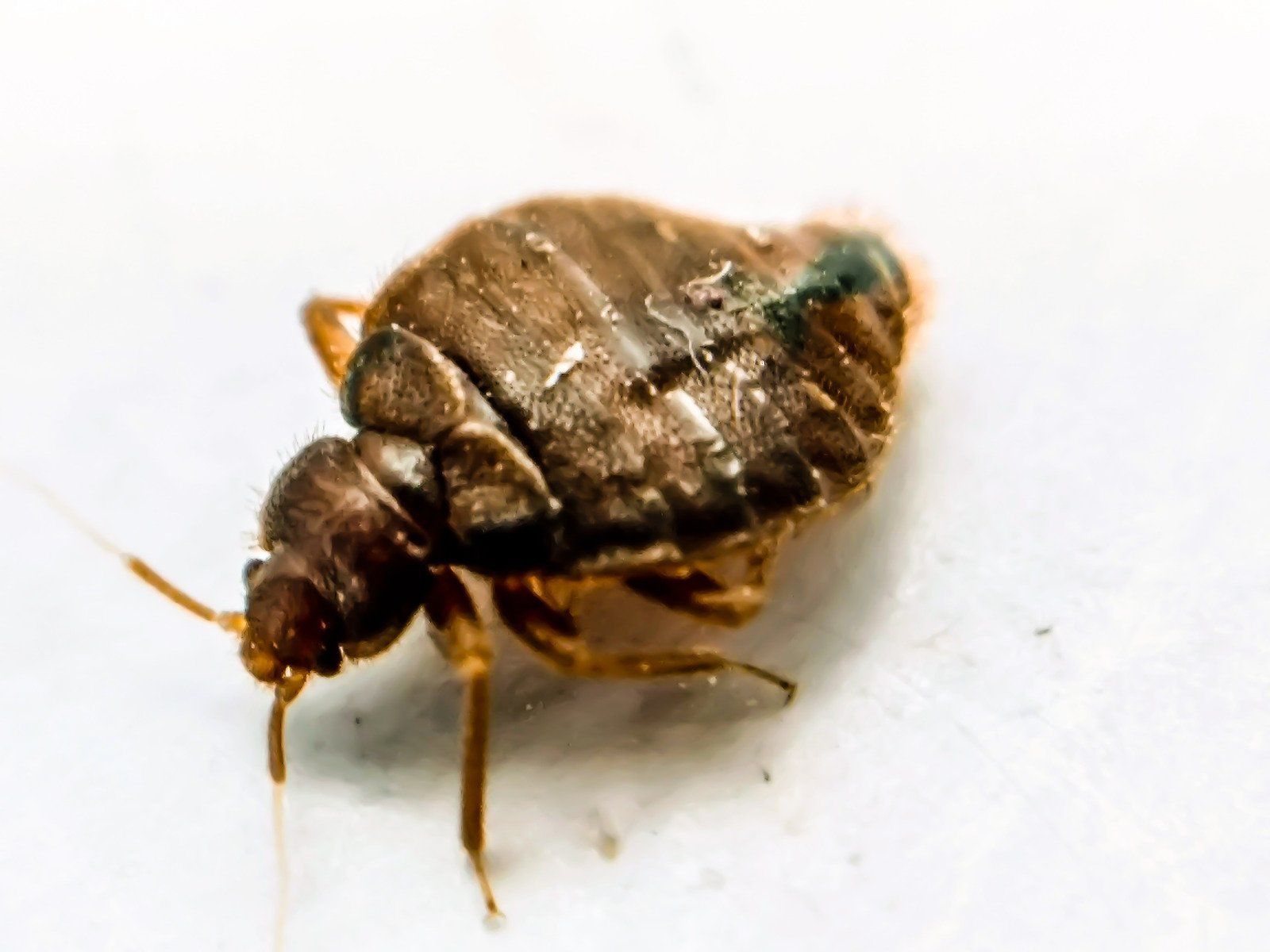A bed bug is laying on a white surface.