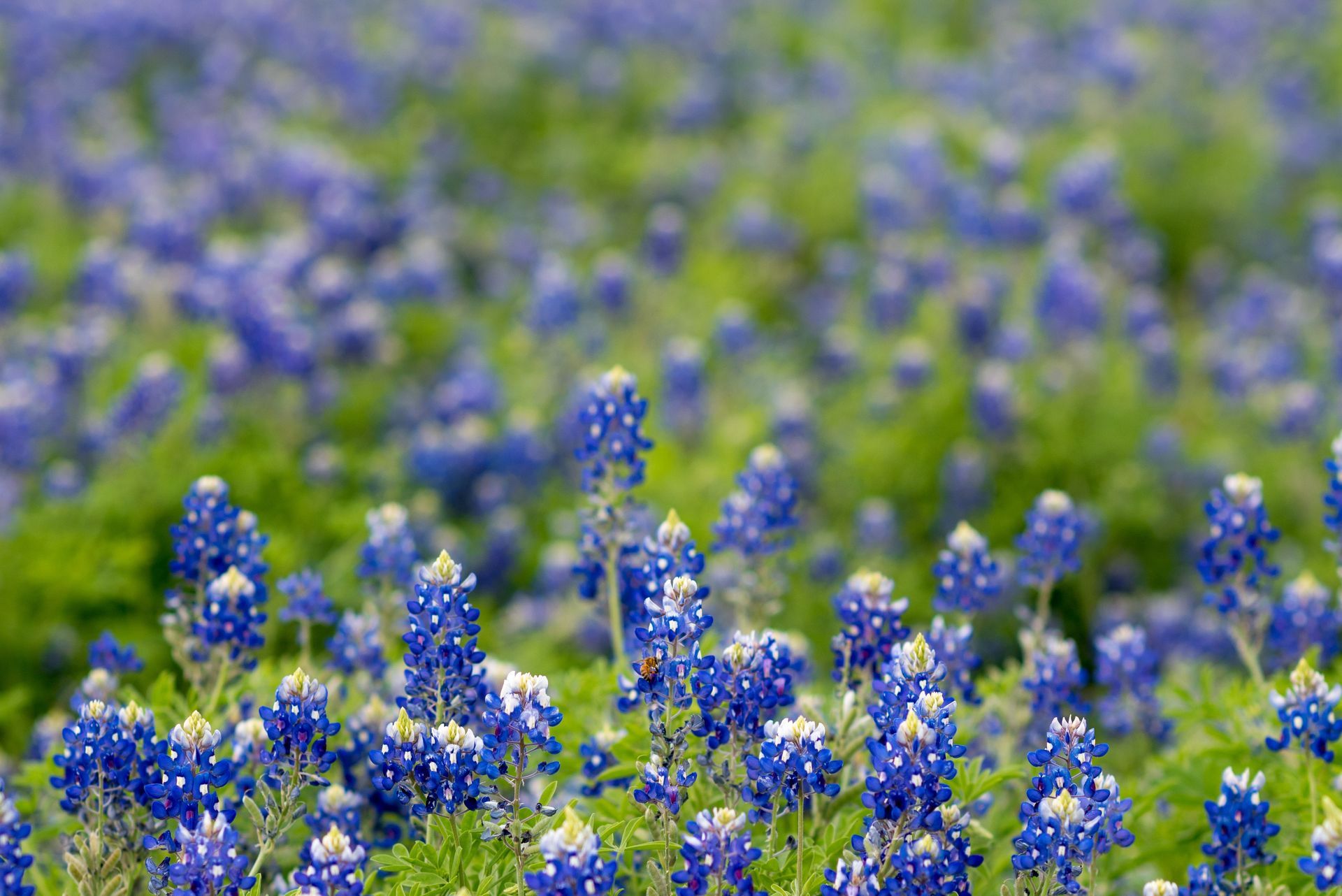 Where to see Texas wildflowers?