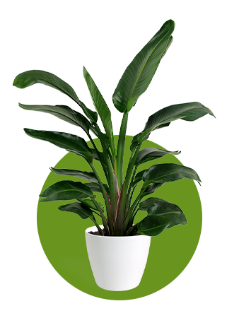 Planta ave del paraíso en maceta blanca sobre fondo circular verde.