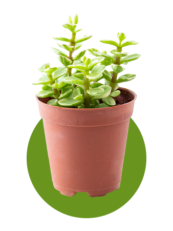 Pequeña planta suculenta en una maceta marrón, sobre un fondo de círculo verde.