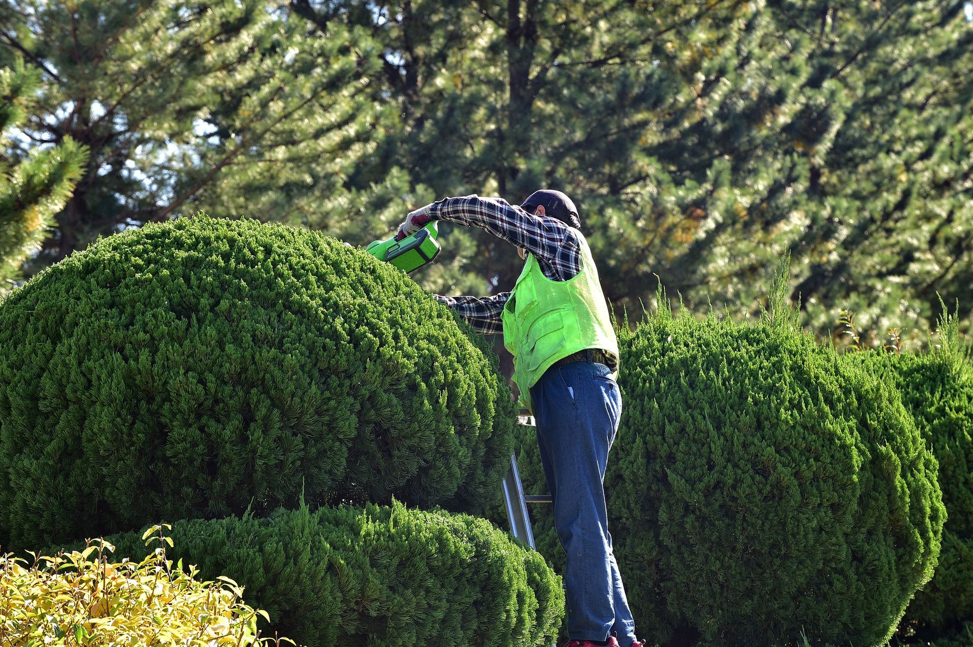 Worker using a hedge trimmer to shape large green bushes in a landscaped outdoor area. Worker using a hedge trimmer to shape large green bushes in a landscaped outdoor area.