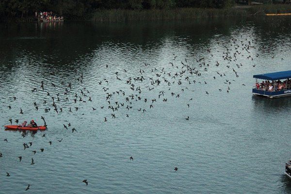 bats flying across Lady Bird Lake in Austin, Texas