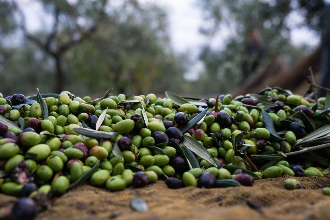 Olive fresche per olio extravergine