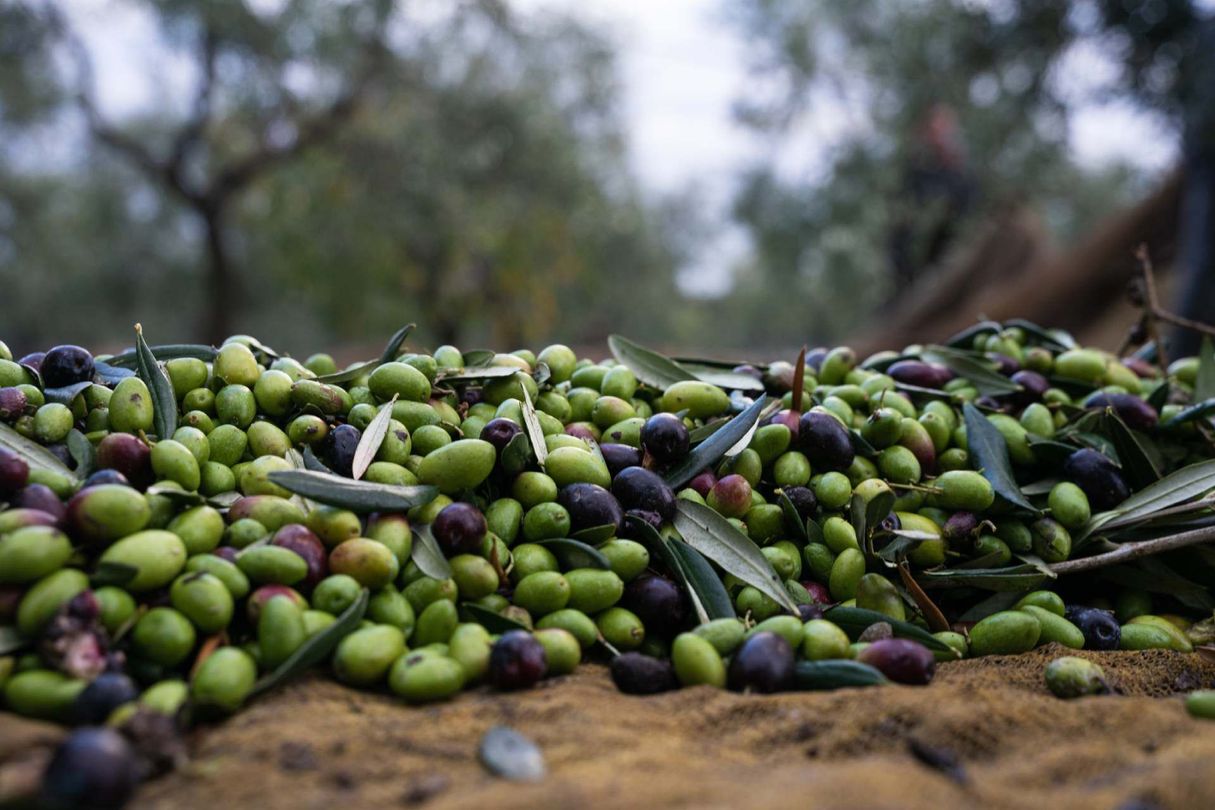 Olive fresche per olio extravergine