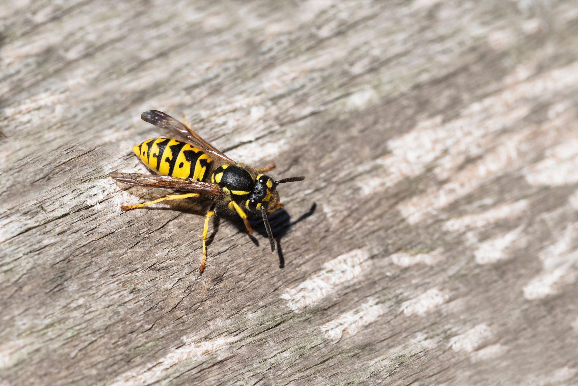 A yellow and black wasp is sitting on a wooden surface.