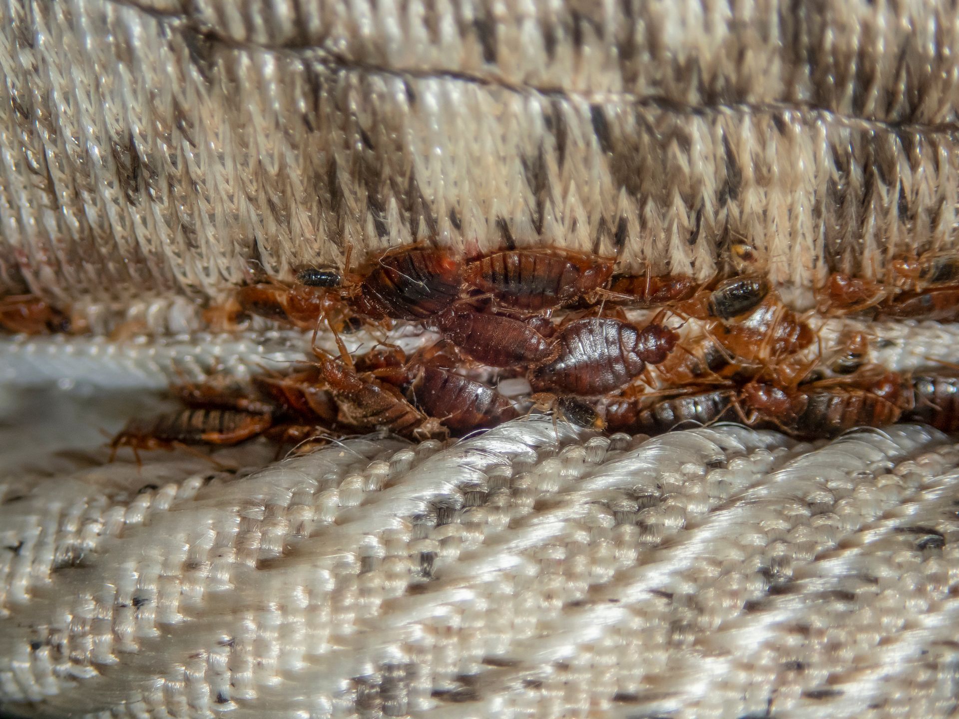 A bunch of bed bugs are crawling on a couch.