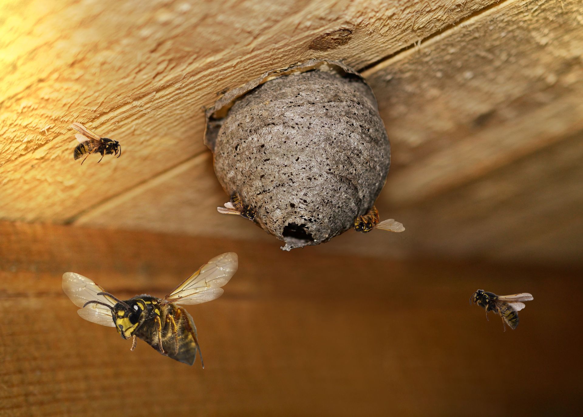 A group of wasps flying around a wasp nest on a wooden ceiling.