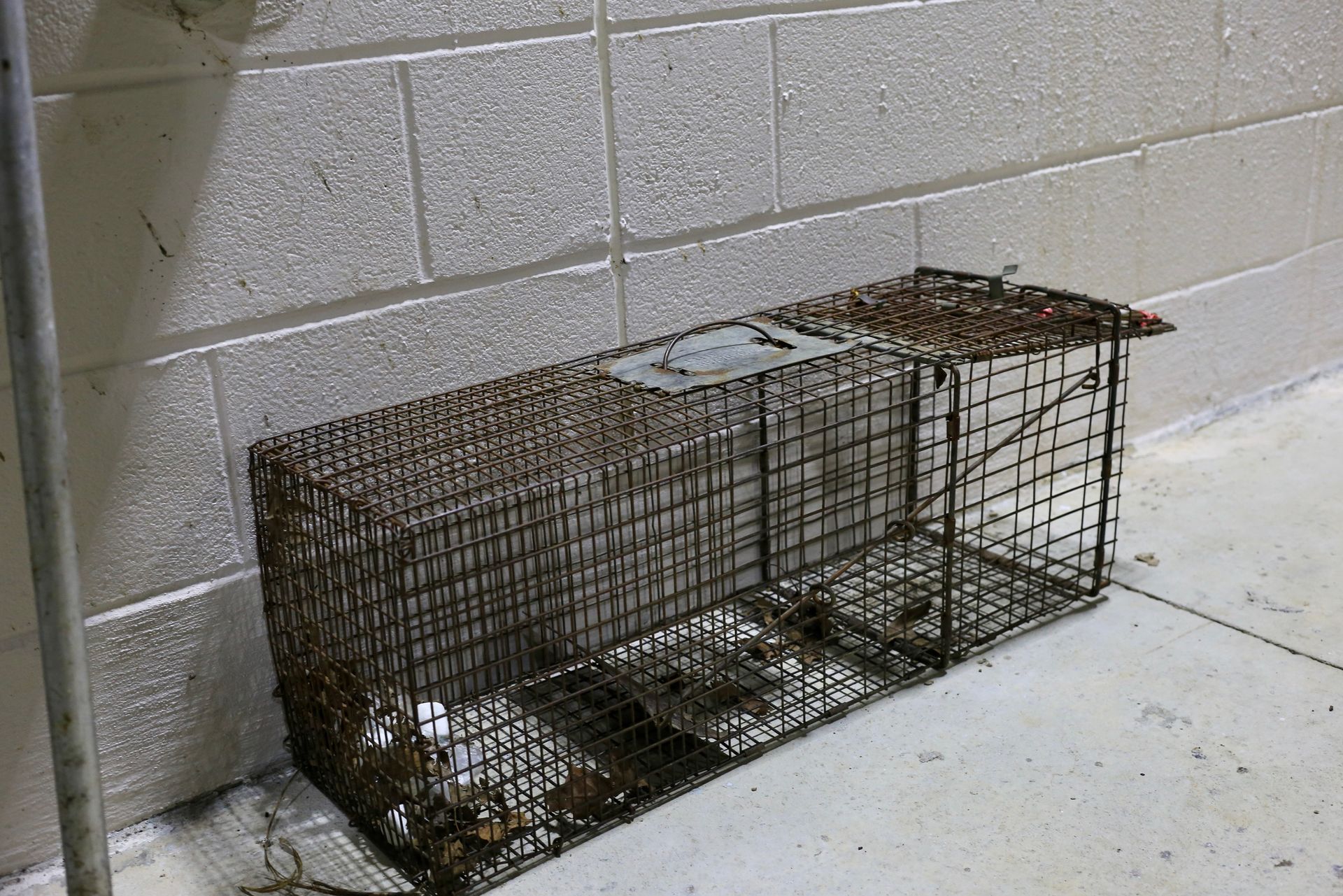 A mouse cage is sitting on the floor next to a brick wall. A mouse cage is sitting on the floor next to a brick wall.