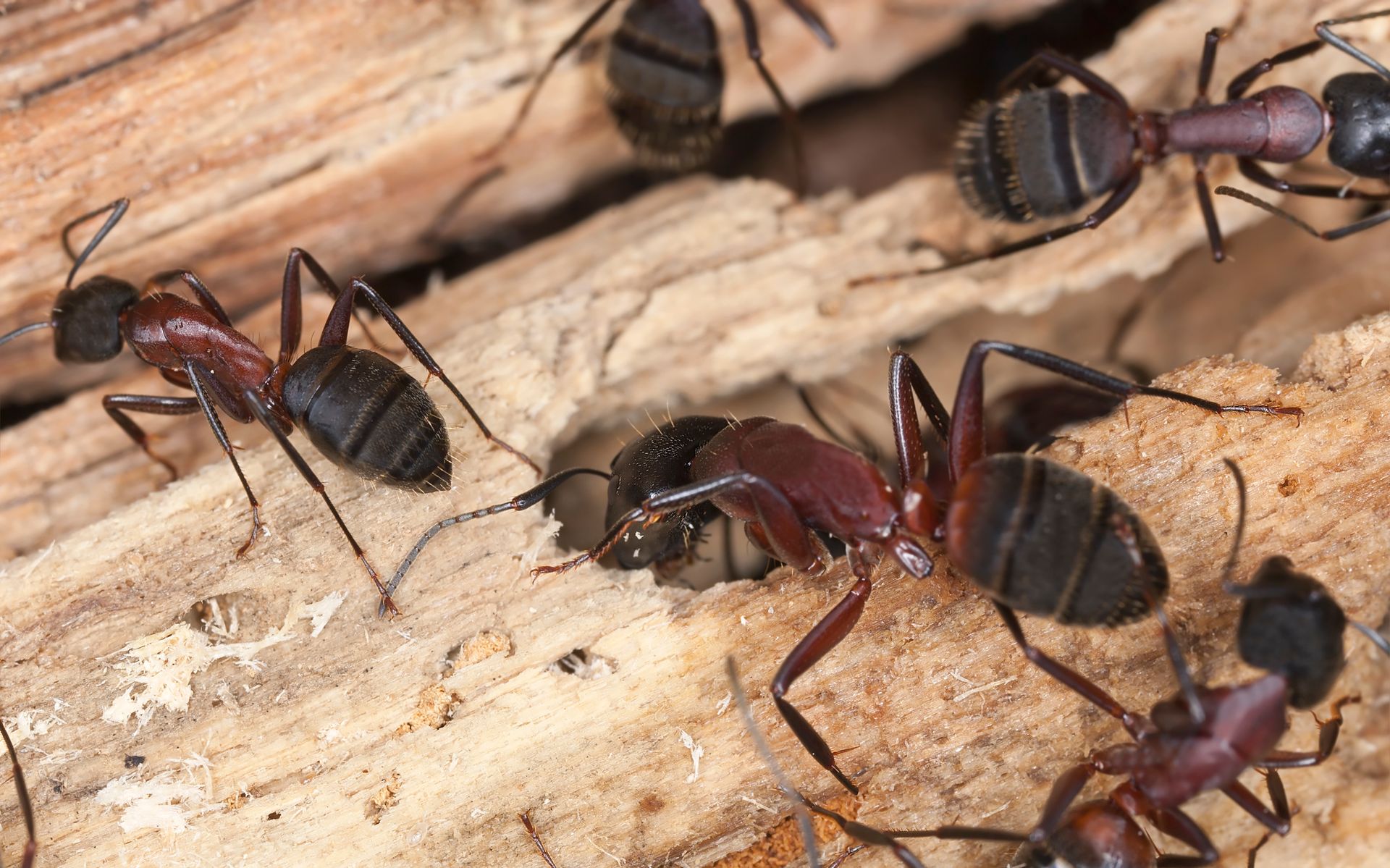 A group of ants are crawling on a piece of wood.