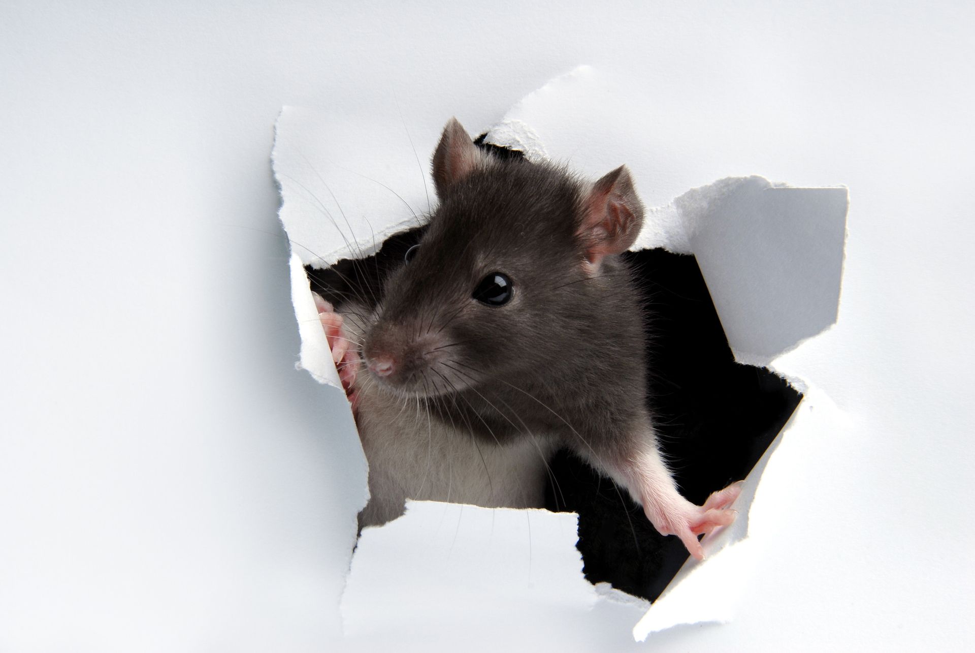 A rat is looking out of a hole in a piece of paper A rat is looking out of a hole in a piece of paper