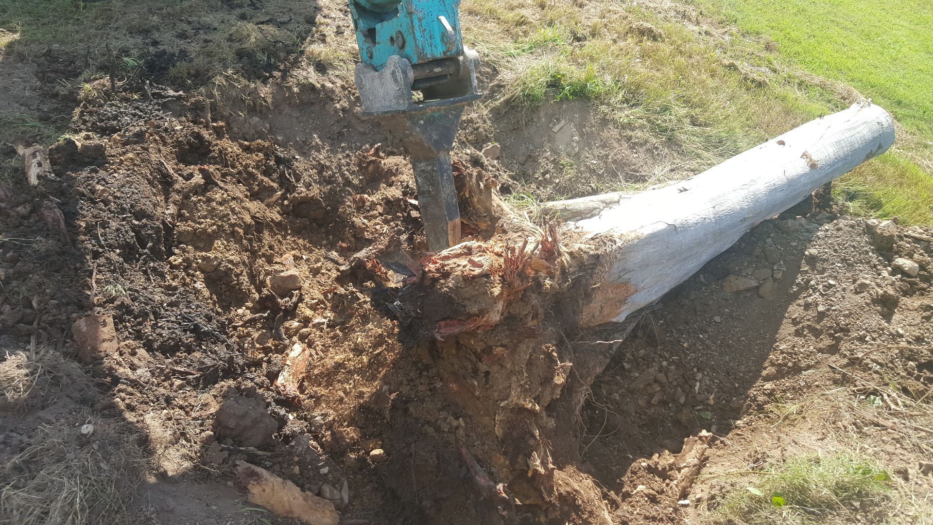 Excavator Removing Tree Trunk and Roots from Soil — Snell Earthworx In Craignish, QLD