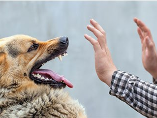 Dog Bite Law — Dog Attempting To Bite The Man's Hand in Aiken, SC